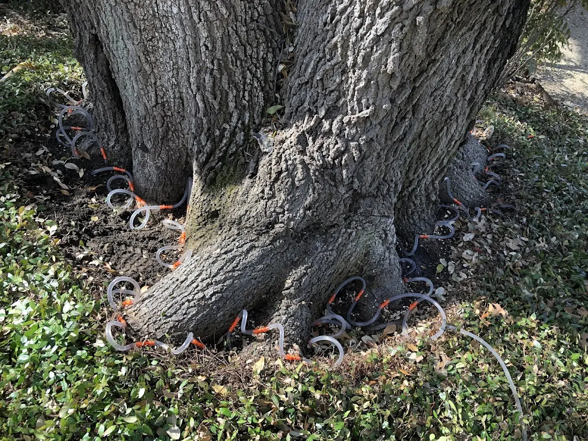Detailed Tree Cabling and Bracing job site in Hastings
